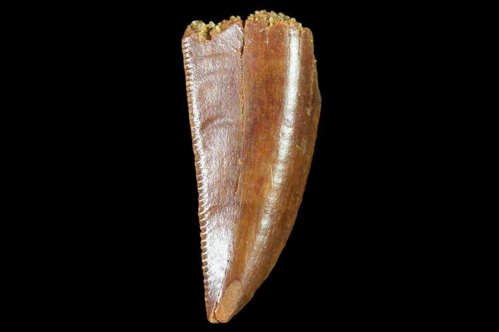 Serrated, Raptor Tooth - Real Dinosaur Tooth #102388